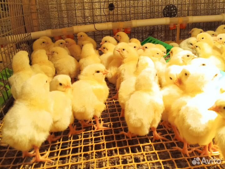 Цыплята бройлеры кобб 500, мастер грей, голошейка