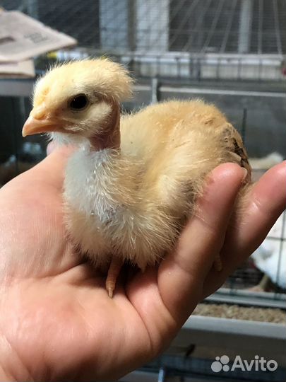 Петухи мараны, о шамо, перепелки, бройлеры