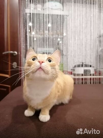 Кот в дар бесплатно