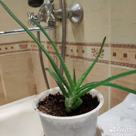 Алоэ столетник