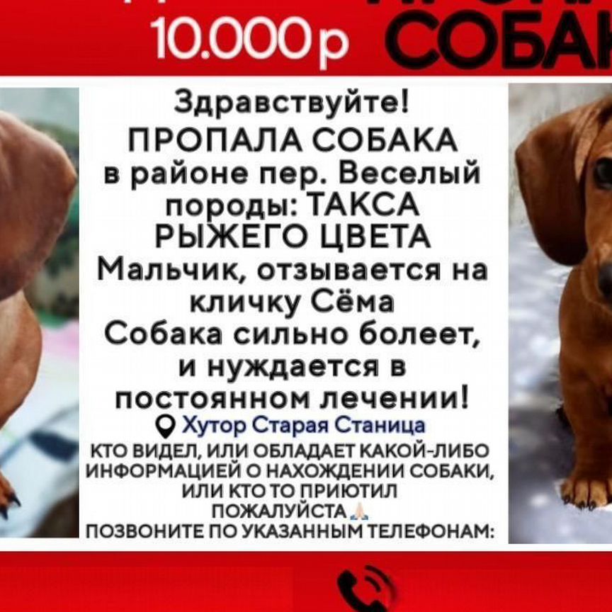 Потерялась собака