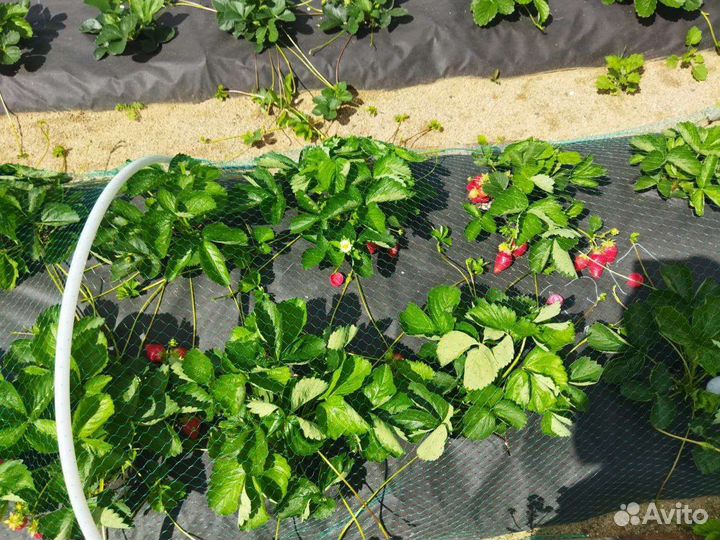 Саженцы клубники, новинки 2023 года