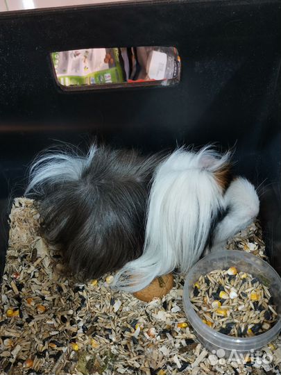 Морские свинки