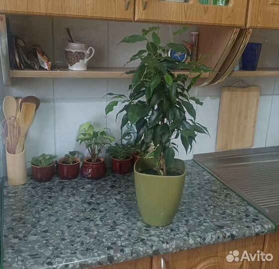 Фикусы Бенджамин и Эластика