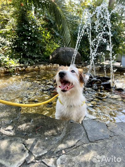 Джек рассел терьер для вязки