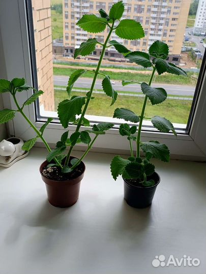 Хлорофитум, фикус Бенджамина, мята перечная