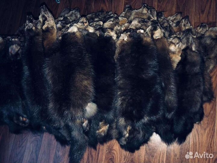 Шкуры соболь крупный