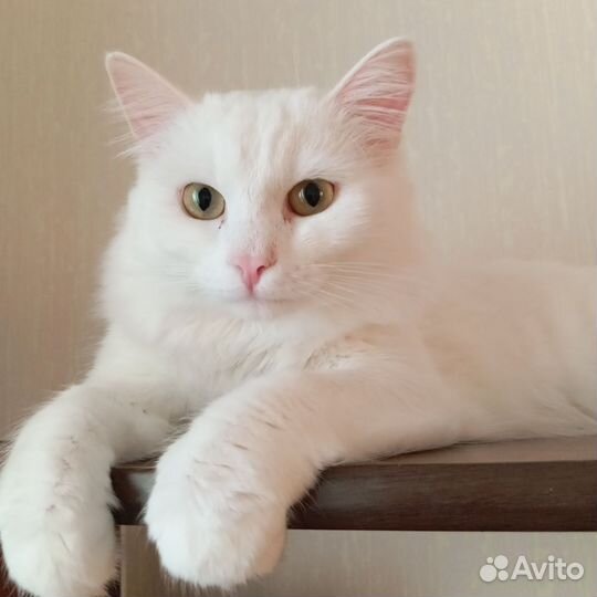Отдам котика в добрые руки