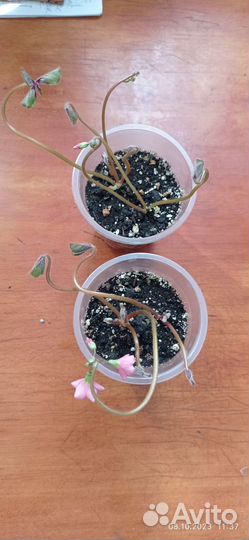 Оксалис кислица