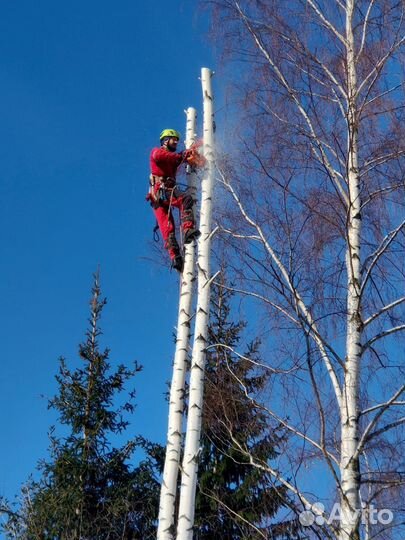 Спил деревьев, расчистка участка, вывоз мусора