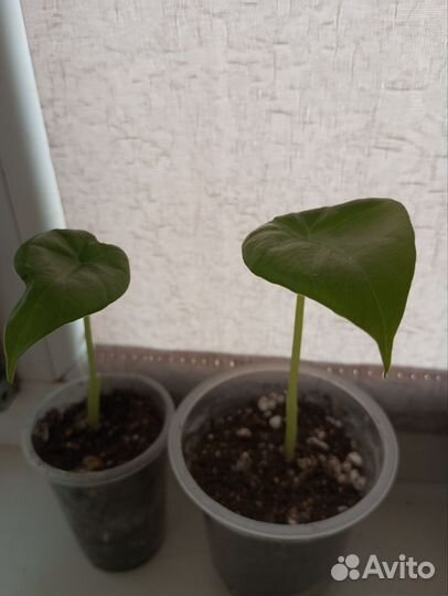 Алоказия Слоновье ухо Клобучковая Пахучая