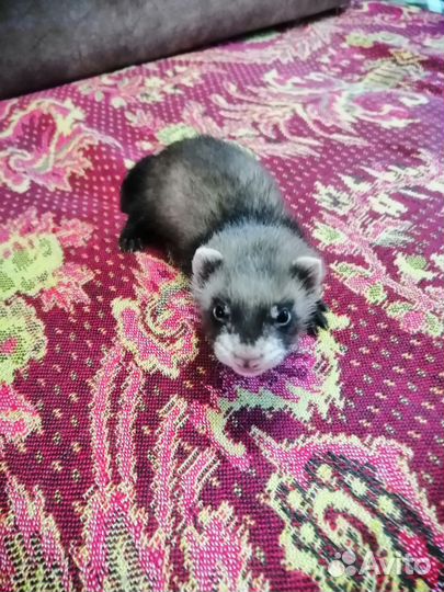 Домашний хорек