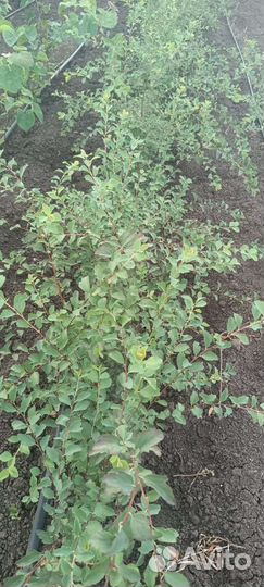 Декоративные кустарники