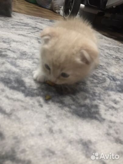 Вислоухие котята