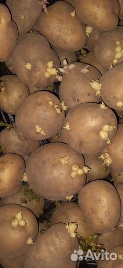 Семенной картофель