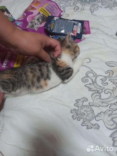 Кошка в дар бесплатно