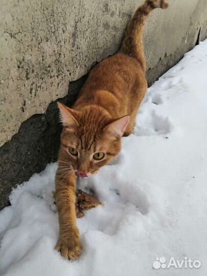Найден рыжий кот
