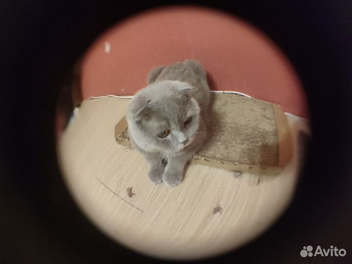 Фишай для телефона