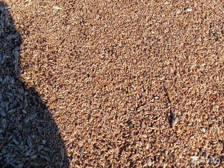 Зерно отходы доставки нет