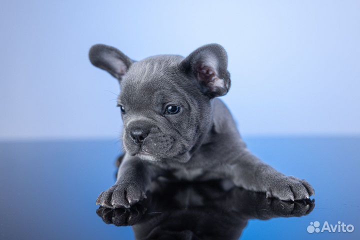 Французский бульдог голубой
