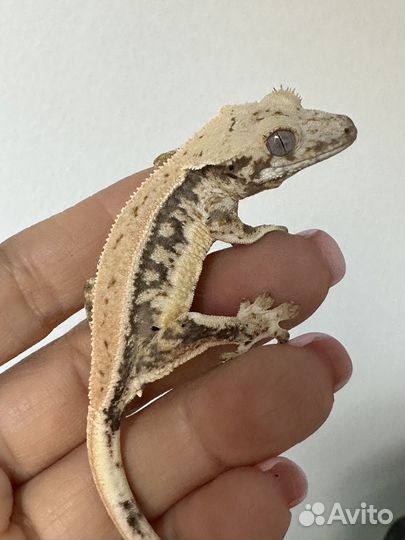 Бананоед геккон Lilly White