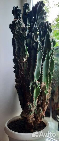 Огромный кактус, Крассула, цветы в офис