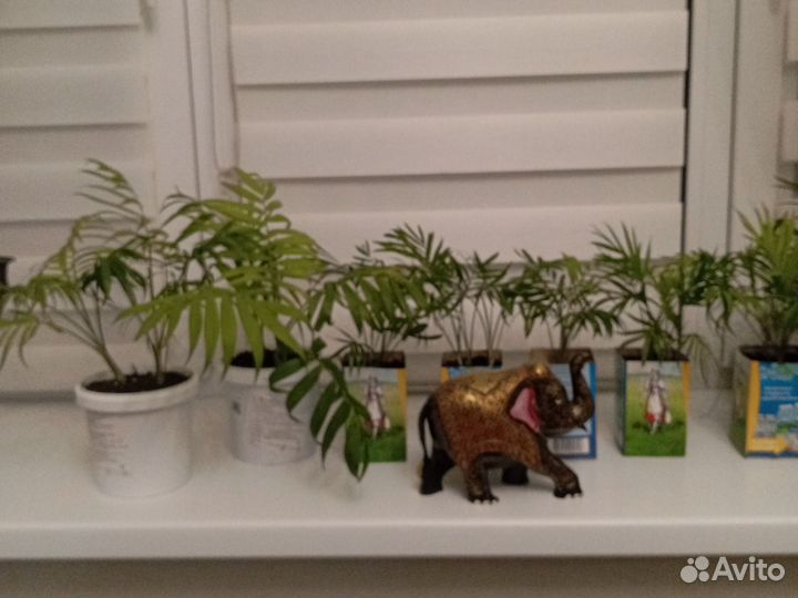 Хамедорея Элеганс