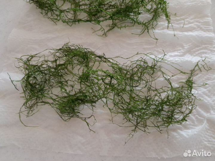 Мох для аквариума