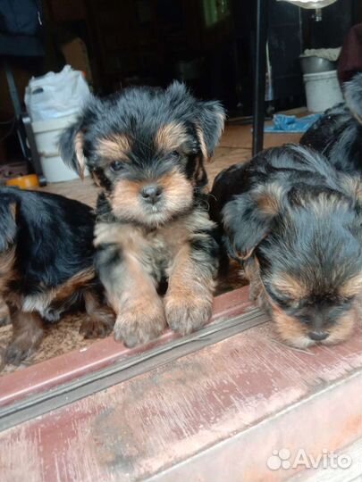 Йоркширский терьер