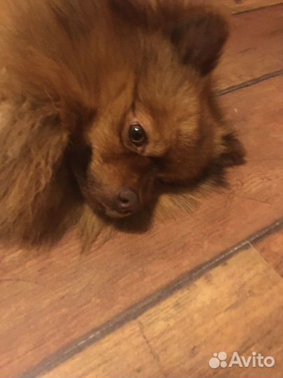 Немецкий шпиц вязка