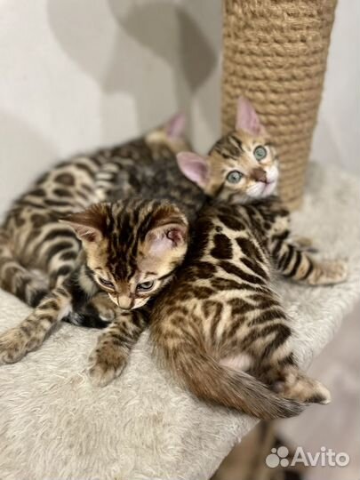 Бенгальская