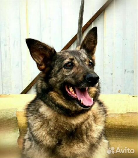 Найда нуждается в вас ищет свою семью