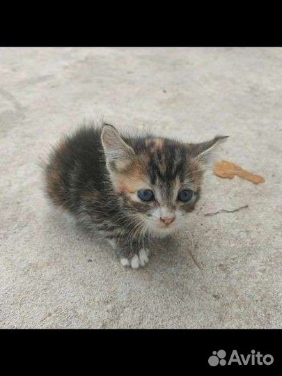 Котёнок мальчик