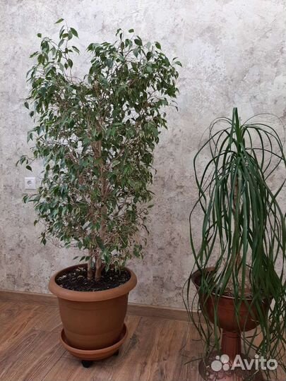 Комнатные растения