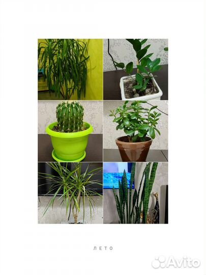 Комнатные цветы