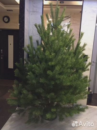 Сосна 2м - 3,5м оптом и в розницу