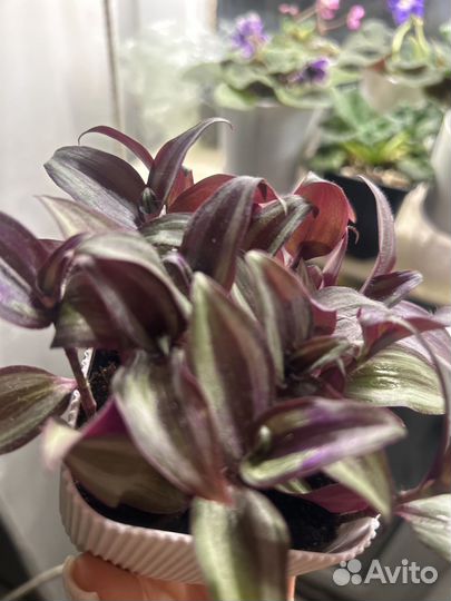 Традесканция Виолет Хилл