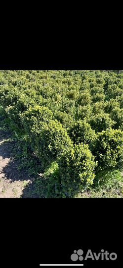 Туи, голубая ель, буксусы