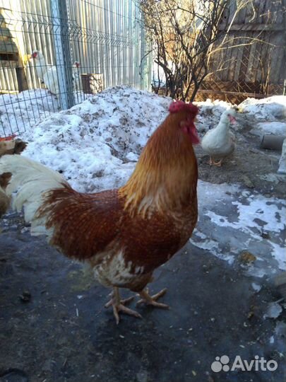 Инкубационное яйцо мясо яичная порода