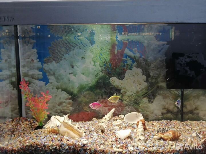 Аквариум с рыбками