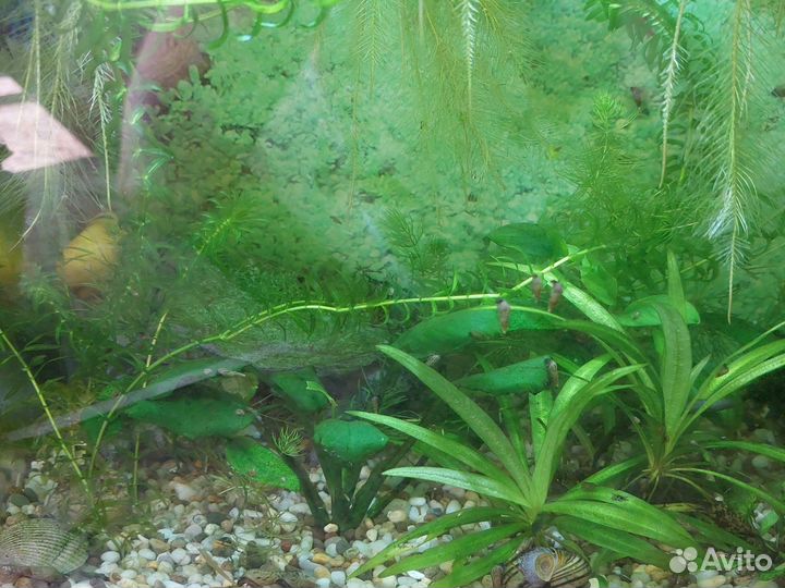 Аквариумное растение