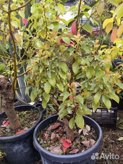 Коричник камфорный