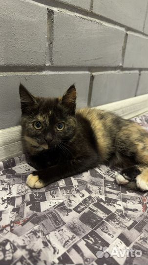 Воспитаные котята (девочки)