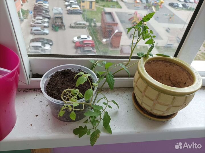 Рассада подросшая томаты черри