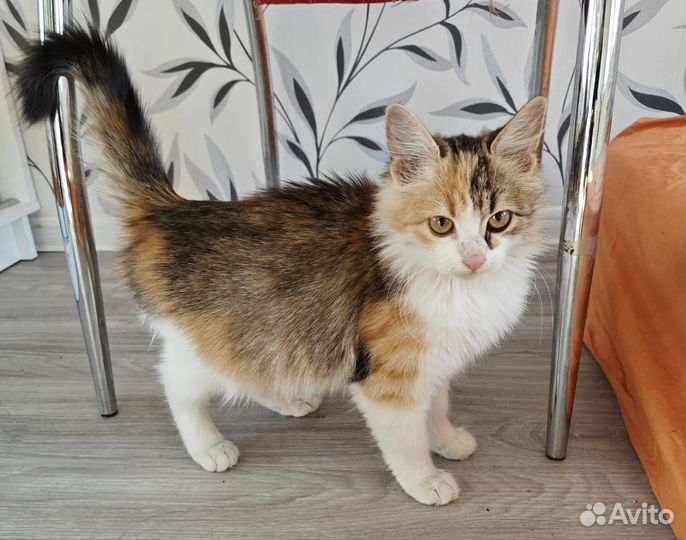Котёнок