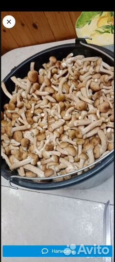 Грибы опята