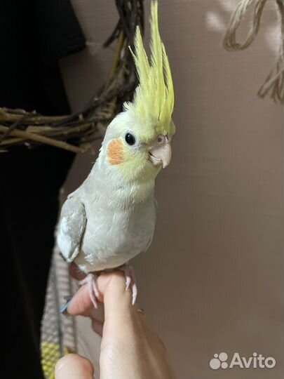 Птенец кореллы