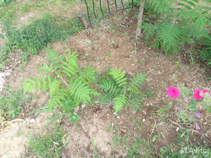 Саженцы сумах оленерогий