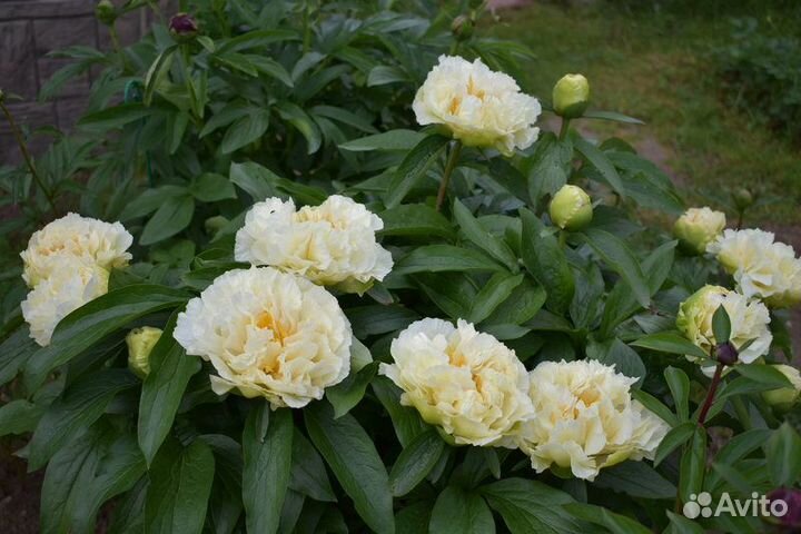 Пион Санни Гёрл