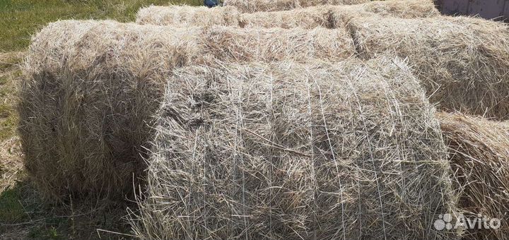 Продаю сено